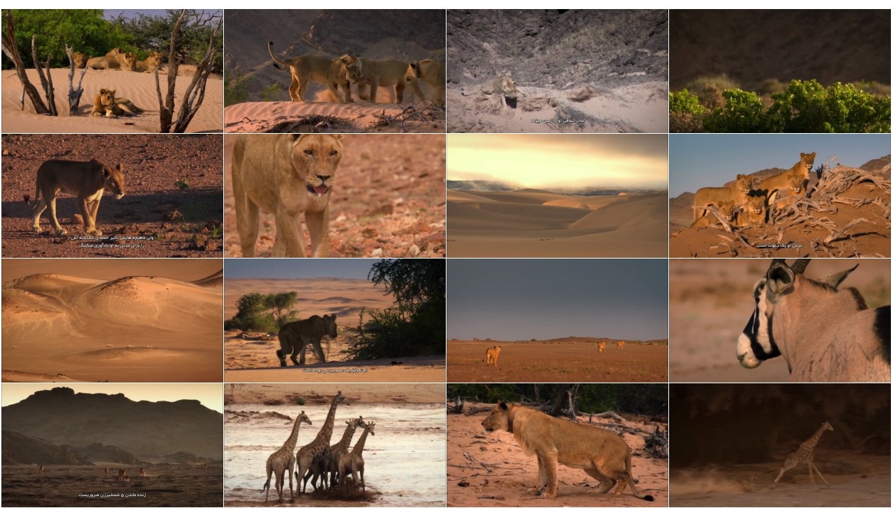 نمونه کیفیت از فیلم Desert Warriors: Lions of the Namib 2016