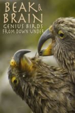 دانلود فیلم Beak & Brain - Genius Birds from Down Under 2013