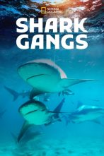 دانلود فیلم Shark Gangs 2021