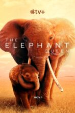 دانلود فیلم The Elephant Queen 2019