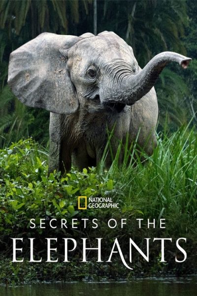 دانلود سریال Secrets of the Elephants 2023